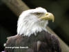 Weisskopfseeadler.640x480.jpg