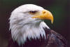 Weisskopfseeadler5.jpg