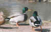 enten.jpg (121188 Byte)