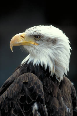 Weißkopfseeadler