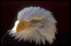 weiskopfseeadler1.jpg