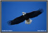 weisskopfseeadler-01.jpg