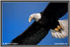 weisskopfseeadler-02.jpg