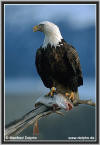 weisskopfseeadler-13.jpg