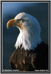 weisskopfseeadler-15.jpg